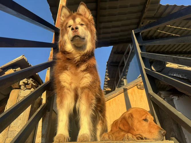 dede 整合 记事狗